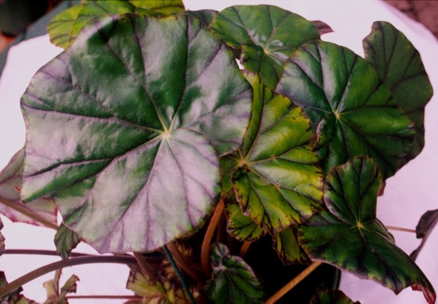 B. ‘Marie Sinnott’